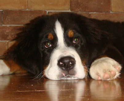 teddy bear bernese mountain dog